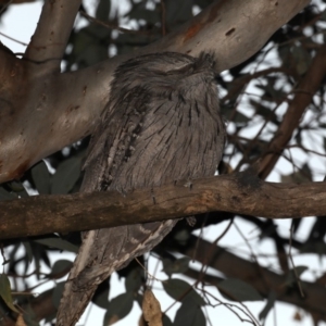 Podargus strigoides at Ainslie, ACT - 28 Sep 2019 05:39 PM