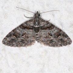 Phrissogonus laticostata (Apple looper moth) at Ainslie, ACT - 28 Sep 2019 by jb2602