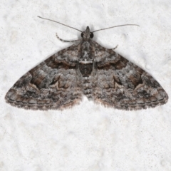 Phrissogonus laticostata (Apple looper moth) at Ainslie, ACT - 28 Sep 2019 by jbromilow50