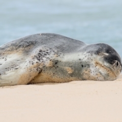 Hydrurga leptonyx (Leopard Seal) at Eden, NSW - 30 Sep 2019 by Leo
