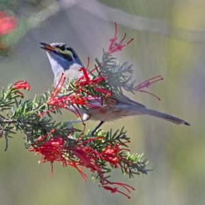 Caligavis chrysops at Greenway, ACT - 30 Sep 2019