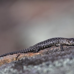 Egernia cunninghami (Cunningham's Skink) at Greenway, ACT - 30 Sep 2019 by Marthijn