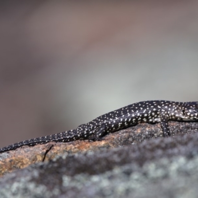 Egernia cunninghami (Cunningham's Skink) at Pine Island to Point Hut - 30 Sep 2019 by Marthijn