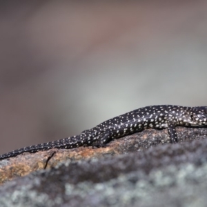 Egernia cunninghami at Greenway, ACT - 30 Sep 2019