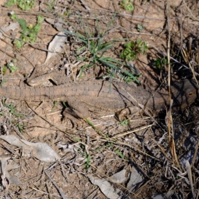 Pogona barbata (Eastern Bearded Dragon) at Dunlop, ACT - 30 Sep 2019 by Kurt