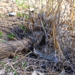 Pogona barbata at Dunlop, ACT - 30 Sep 2019