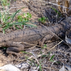 Pogona barbata at Dunlop, ACT - 30 Sep 2019