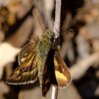 Ocybadistes walkeri (Green Grass-dart) at Ginninderry Conservation Corridor - 30 Sep 2019 by Kurt