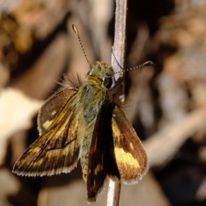 Ocybadistes walkeri at Dunlop, ACT - 30 Sep 2019