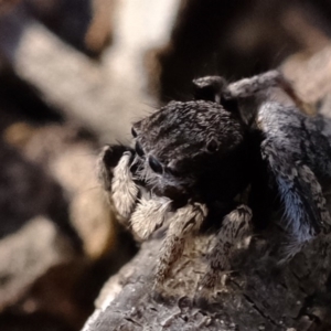 Maratus vespertilio at Dunlop, ACT - 30 Sep 2019