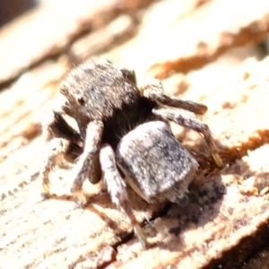 Maratus vespertilio at Dunlop, ACT - 30 Sep 2019