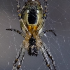 Plebs eburnus (Eastern bush orb-weaver) at Dunlop, ACT - 30 Sep 2019 by Kurt