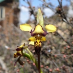 Diuris pardina (Leopard Doubletail) at Yass River, NSW - 30 Sep 2019 by SenexRugosus