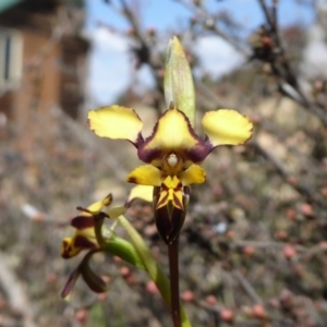 Diuris pardina at Yass River, NSW - 30 Sep 2019