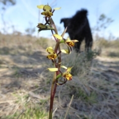 Diuris pardina at Yass River, NSW - 30 Sep 2019