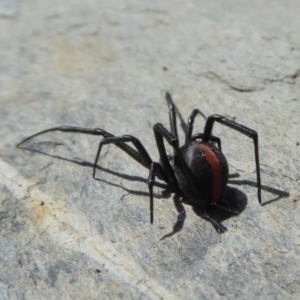 Latrodectus hasselti at Yass River, NSW - 30 Sep 2019 02:15 PM