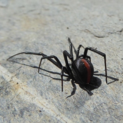Latrodectus hasselti (Redback Spider) at Yass River, NSW - 30 Sep 2019 by SenexRugosus