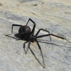 Latrodectus hasselti at Yass River, NSW - 30 Sep 2019 02:15 PM