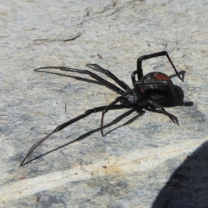 Latrodectus hasselti at Yass River, NSW - 30 Sep 2019 02:15 PM