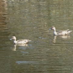 Anas gracilis (Grey Teal) at Yass River, NSW - 30 Sep 2019 by SenexRugosus