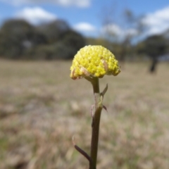 Craspedia variabilis (Common Billy Buttons) at Yass River, NSW - 30 Sep 2019 by SenexRugosus