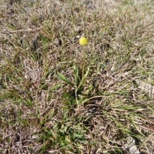 Craspedia variabilis at Yass River, NSW - suppressed