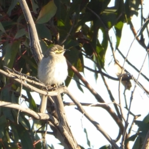 Caligavis chrysops at Yass River, NSW - 30 Sep 2019