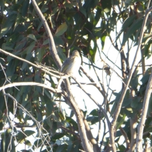 Caligavis chrysops at Yass River, NSW - 30 Sep 2019