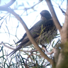 Oriolus sagittatus (Olive-backed Oriole) at Wandiyali-Environa Conservation Area - 30 Sep 2019 by Wandiyali