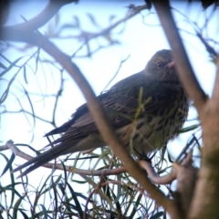 Oriolus sagittatus at Googong, NSW - 30 Sep 2019 06:38 PM