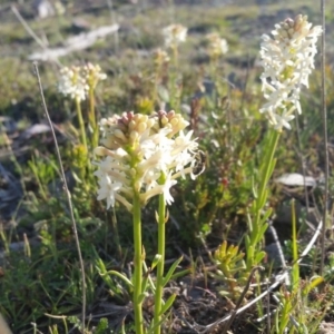 Stackhousia monogyna at Yass River, NSW - 29 Sep 2019 04:11 PM