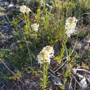 Stackhousia monogyna at Yass River, NSW - 29 Sep 2019 04:11 PM