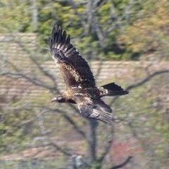 Aquila audax (Wedge-tailed Eagle) at Red Hill, ACT - 30 Sep 2019 by roymcd