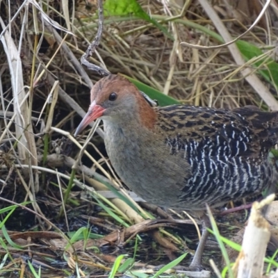 Lewinia pectoralis (Lewin's Rail) at Fyshwick, ACT - 30 Sep 2019 by roymcd