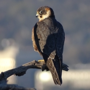 Falco longipennis at Garran, ACT - 28 Sep 2019