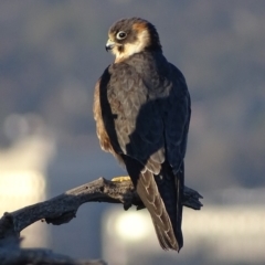 Falco longipennis (Australian Hobby) at Garran, ACT - 28 Sep 2019 by roymcd