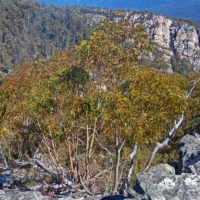 Eucalyptus glaucescens (Tingiringi Gum) at Cotter River, ACT - 14 Sep 2019 by Philip