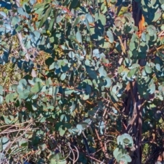 Eucalyptus glaucescens at Namadgi National Park - 14 Sep 2019