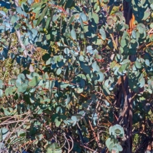 Eucalyptus glaucescens at Cotter River, ACT - 14 Sep 2019