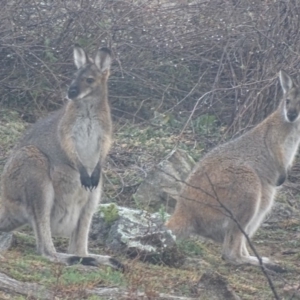 Notamacropus rufogriseus at Garran, ACT - 6 Sep 2019