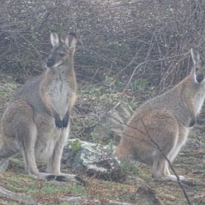 Notamacropus rufogriseus (Red-necked Wallaby) at Garran, ACT - 6 Sep 2019 by roymcd