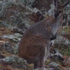 Notamacropus rufogriseus at Garran, ACT - 6 Sep 2019 06:54 PM