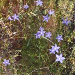 Wahlenbergia stricta subsp. stricta (Tall Bluebell) at Conder, ACT - 20 Nov 1999 by MichaelBedingfield