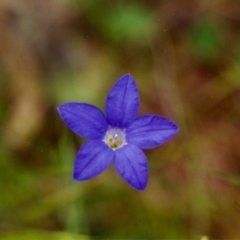 Wahlenbergia stricta subsp. stricta at Conder, ACT - 20 Nov 1999