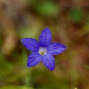 Wahlenbergia stricta subsp. stricta at Conder, ACT - 20 Nov 1999