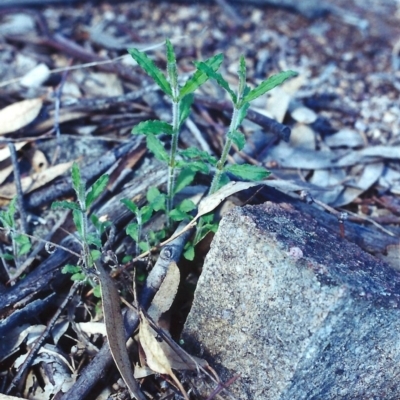 Wahlenbergia stricta subsp. stricta (Tall Bluebell) at Tuggeranong Hill - 9 Sep 2000 by michaelb