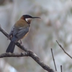 Acanthorhynchus tenuirostris (Eastern Spinebill) at Acton, ACT - 20 Sep 2019 by Christine