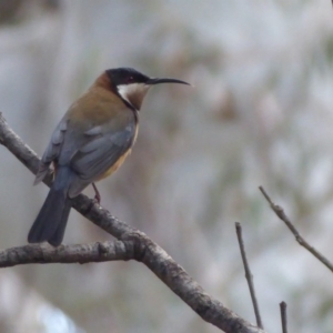 Acanthorhynchus tenuirostris at Acton, ACT - 20 Sep 2019 12:42 PM