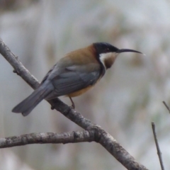 Acanthorhynchus tenuirostris at Acton, ACT - 20 Sep 2019 12:42 PM