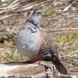 Ocyphaps lophotes at Acton, ACT - 20 Sep 2019